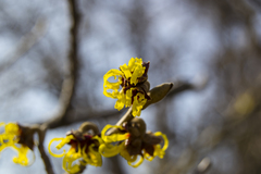 Hamamelis japonica