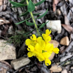 Liparia hirsuta