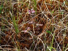 Pedicularis pennellii