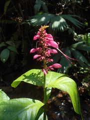 Stenostephanus