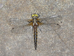 Neurocordulia michaeli