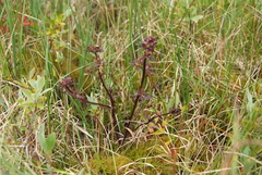 Pedicularis pennellii