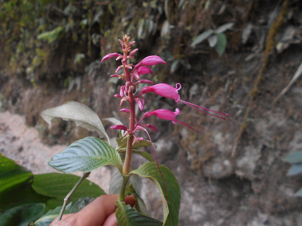 Stenostephanus longistaminus