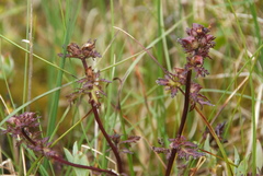 Pedicularis pennellii