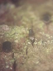 Dermea prunastri