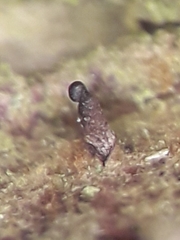 Dermea prunastri
