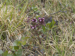 Pedicularis pennellii
