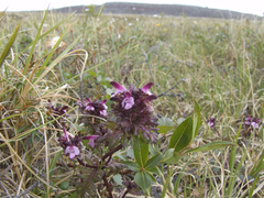 Pedicularis pennellii