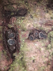 Dermea prunastri