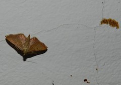 Endotricha flammealis