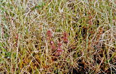 Pedicularis pennellii