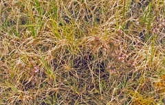 Pedicularis pennellii