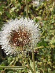 Sonchus