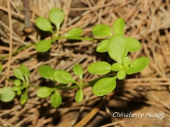 Galium bungei trachyspermum