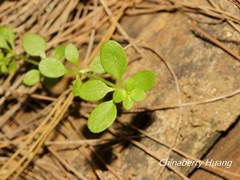 Galium bungei trachyspermum
