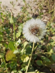 Sonchus