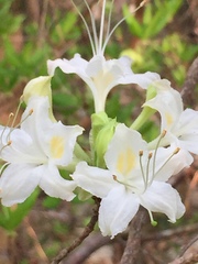 Rhododendron alabamense