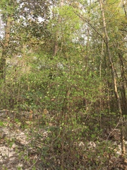 Rhododendron alabamense