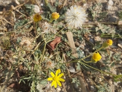 Senecio glaucus