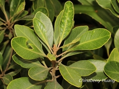 Planchonella obovata