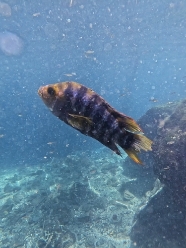 Mojarra del sureste