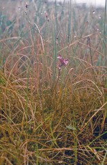 Pedicularis pennellii
