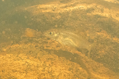 Hampala macrolepidota