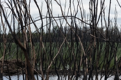Leptospermum brachyandrum