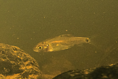 Hampala macrolepidota