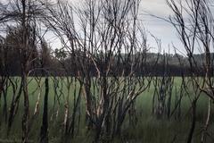 Leptospermum brachyandrum