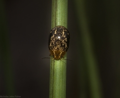 Paropsisterna tigrina