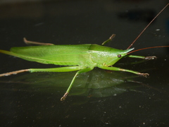 Pseudorhynchus mimeticus