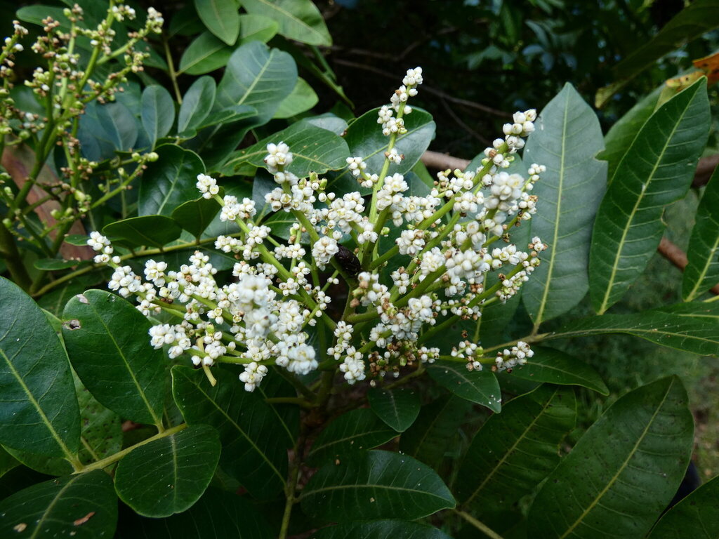 Sumac (Rhus taitensis)