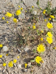 Senecio glaucus