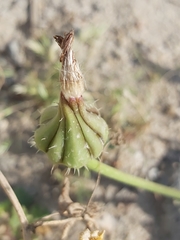 Sonchus