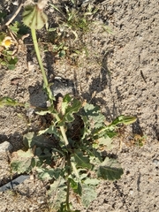 Sonchus