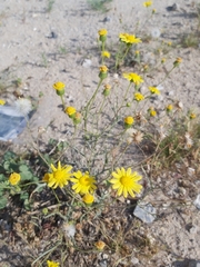 Senecio glaucus