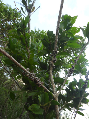 Callistemon hemistictus, 2026-04-05