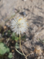Senecio glaucus