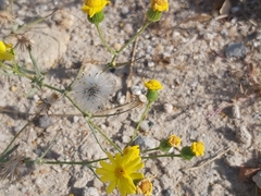 Senecio glaucus