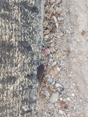 Scantius forsteri