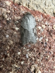 Acleris ptychogrammos