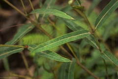 Angophora bakeri bakeri
