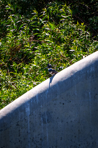 iNaturalist observation photo of Belted Kingfisher