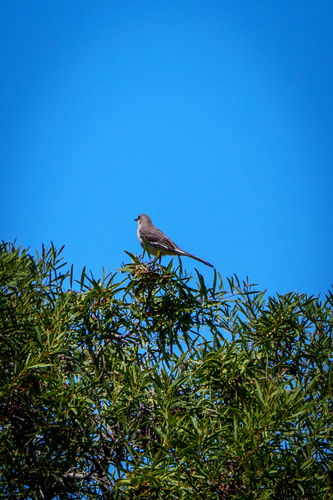 iNaturalist observation photo of Northern Mockingbird