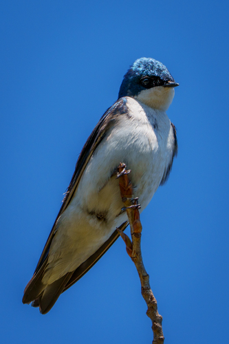 iNaturalist observation photo of Tree Swallow