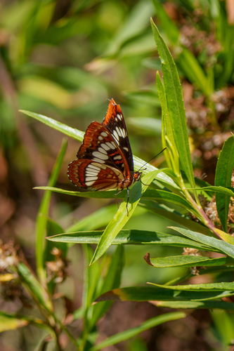iNaturalist observation photo of Lorquin's Admiral