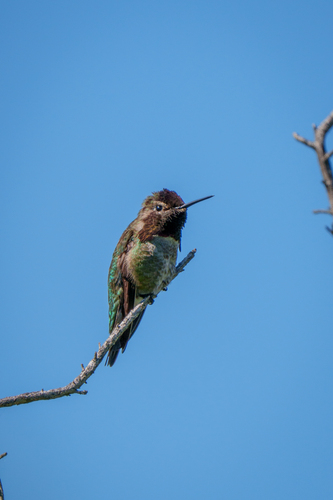 iNaturalist observation photo of Anna's Hummingbird