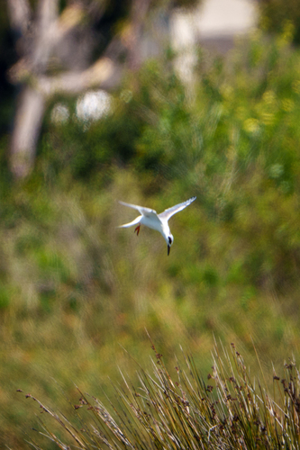 iNaturalist observation photo of Forster's Tern