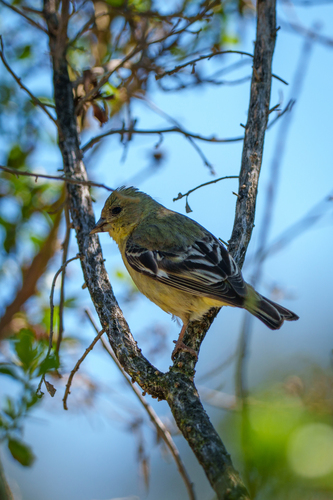 iNaturalist observation photo of Lesser Goldfinch